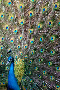 Peacock