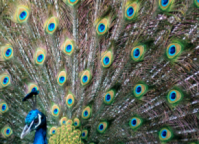 Peacock